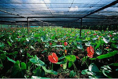 揉我胸 啊 嗯～流水小玩具：“争议成人用品营销：社会观念转变下的道德与商业平衡探析”-3