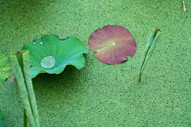 大菠萝官方隐藏入口：探险奇遇：解锁《大菠萝》神秘秘境，独享荣耀霸主之路-4