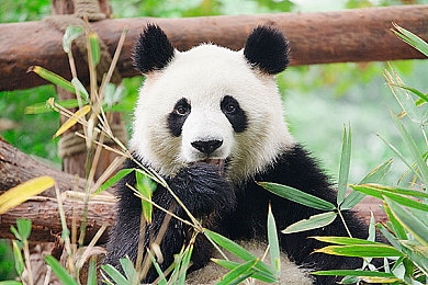 火影忍者18禁游戏：动漫IP边界何在？18禁游戏引发社会热议反思-4